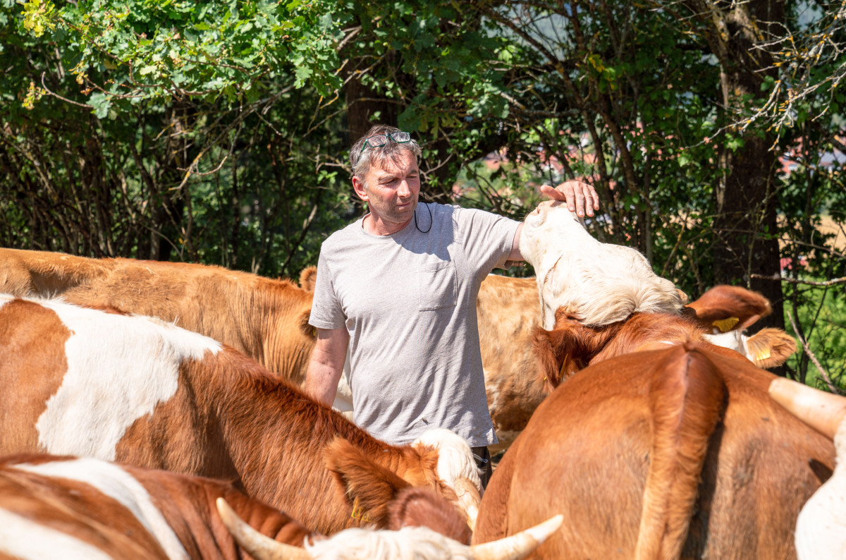 Martin Friedrich mit seinen Rindern auf der Weide