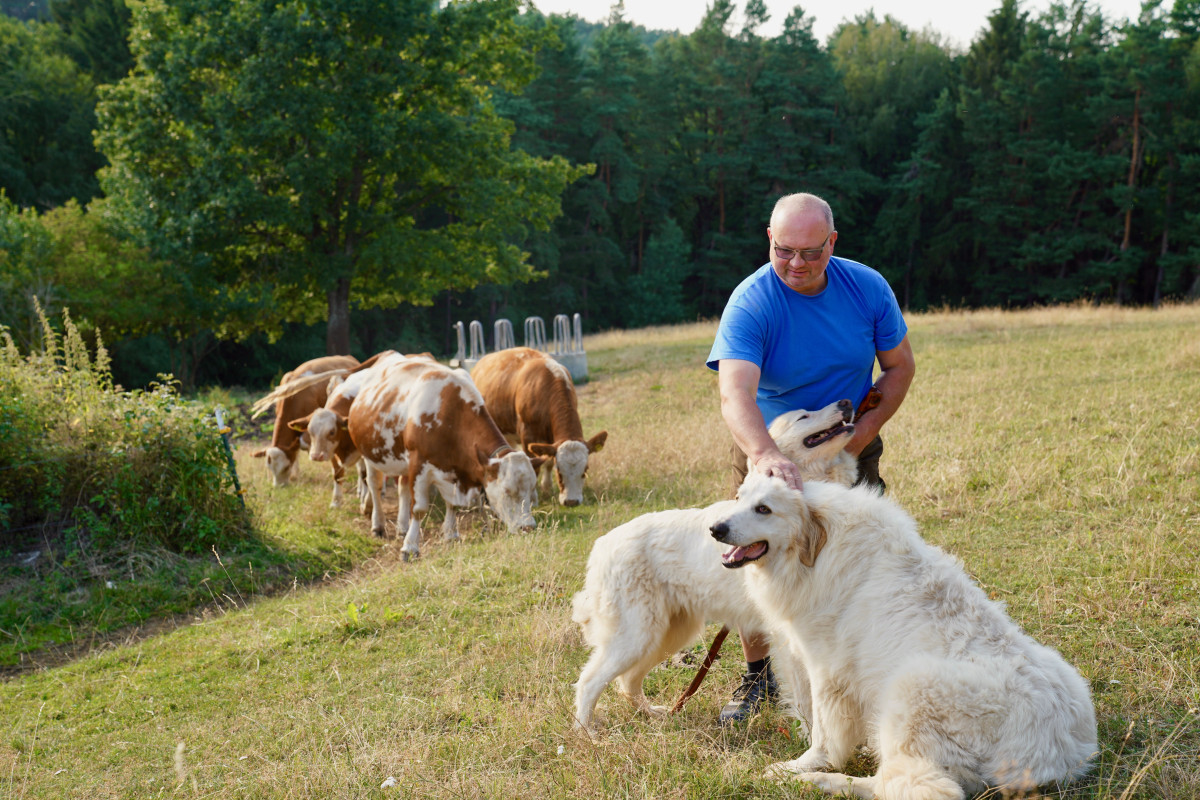 Landwirt Norbert Böhmer mit seinen Rindern und Herdenschutzhunden.